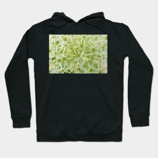 Allium karataviense  &#39;Ivory Queen&#39;  Kara Tau garlic Hoodie